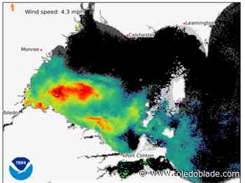 Western Lake Erie algal bloom grows to 620 square miles, largest this summer