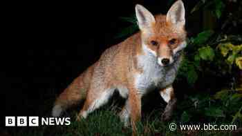 Your photos: Flowers, deer, fox - and rain