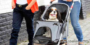 Are dog strollers worth it? Experts weigh in