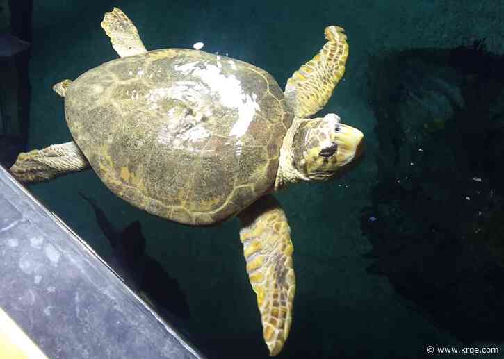 ABQ BioPark euthanizes loggerhead sea turtle