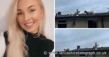 Homeowner describes 'hilarious' moment she found sheep on her roof