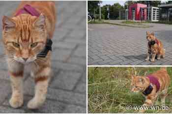 „Bürgermeister“ Beppo: Stadtteil-Kater begeistert Menschen in Sprakel