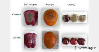 Nieuw vaccin tegen schimmels op druiven, peren, mango's en groenten