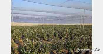 "Marktgerichte aanpak om consument te verleiden"