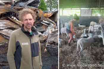Na schapendieven en verwoestende stalbrand verliest vzw Kemp nog eens 80 schapen aan blauwtong: “Alweer loodzware klap voor onze werking”