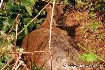 Vrouwtje wallaby zat voor de poort en mannetje doolt rond in Molem