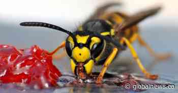 Calgary abuzz with wasp activity