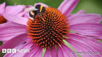 Community garden to open at resort library