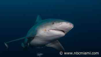 Heading to the beach? Follow shark activity near you with this interactive tracker