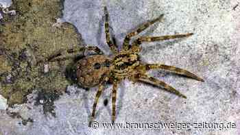 Nosferatu-Spinne ist nun offiziell in Deutschland heimisch