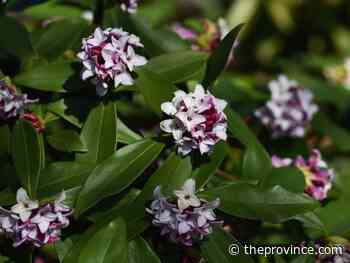 Winter daphne shrub needs the right site, well-drained soil