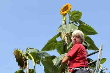Zonnebloemkoning breekt record, en zijn hoogste exemplaar kan nog groeien