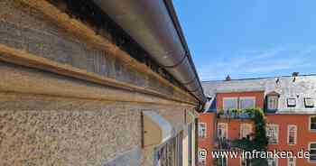 Bamberg: Spezielle Nistkästen für Vögel - "Mauersegler sind anspruchsvoll"