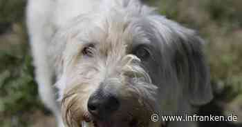 Tierheim Bamberg: Hündin "Ambra" sucht ein ruhiges Zuhause