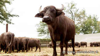 In provincia di Rieti si fanno mozzarelle con bufale allevate a 1000 metri sul Terminillo