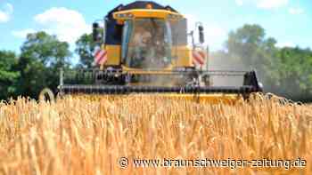 Gifhorner Bauern: Miese Stimmung und maue Getreideernte