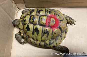 POL-PDMT: Mündersbach - Fund einer Schildkröte - Eigentümer gesucht!