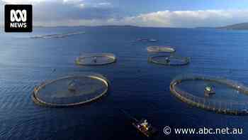 Salmon industry takes Macquarie Harbour case to Canberra, in face of advice to lift Maugean skate listing to critically endangered