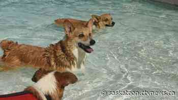 IN PICTURES: Pack of pups takes over Saskatoon's Mayfair Pool