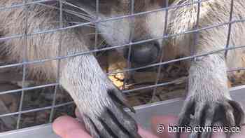 Two animals die after suspected poisoning at sanctuary