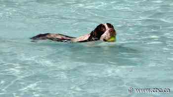 Doggy paddling: Public pool opens to pups as season ends
