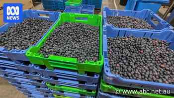 Once destined for the tip, these low-grade blueberries are being turned into wine