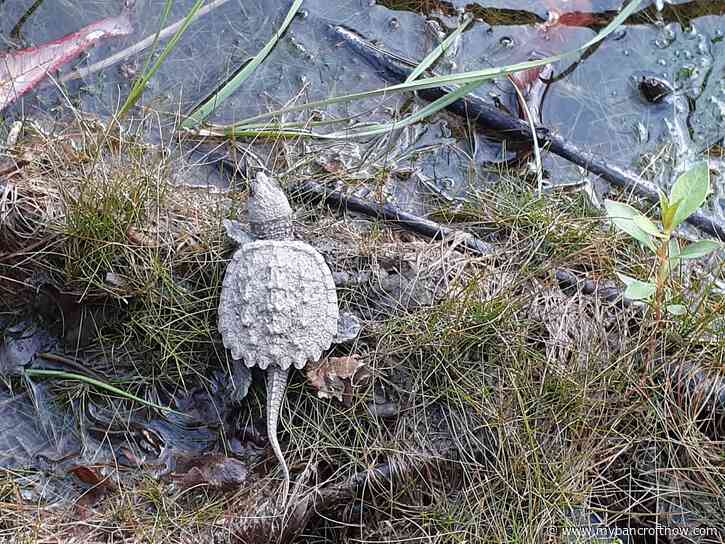 Be alert: Turtle nests are starting to hatch 