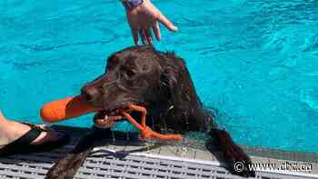 Running encouraged: Dogs take over Mayfair pool in Saskatoon for summer tradition