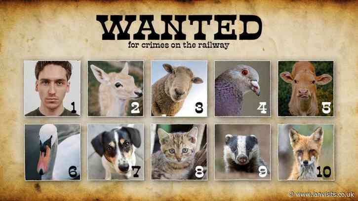 From deers to donkeys – the animal culprits delaying your train journeys