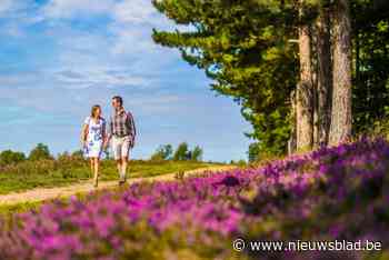 De heide staat in bloei: vijf prachtige wandelroutes langs paarse pracht