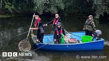 More than 600 fish found during river survey