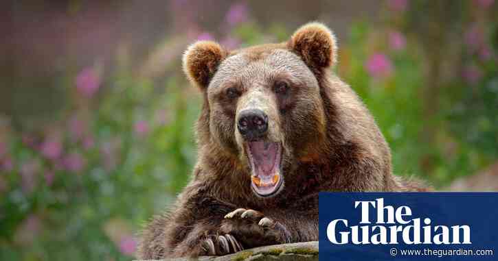 Sweden to kill 20% of its brown bears in annual hunt
