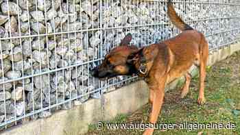 Spürnase Torres: Polizei setzt auf Datenträgerspürhund