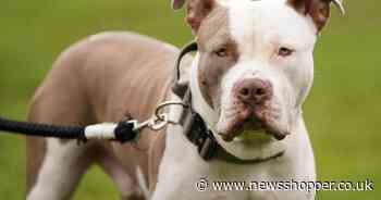 XL Bully put down after woman injured in Lewisham