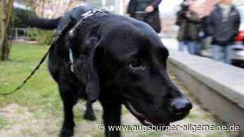 Die Suche nach den Problemhunden aus Dinkelscherben geht weiter