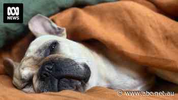 Pet-friendly cabins on new Bass Strait ferries given stamp of approval by RSPCA