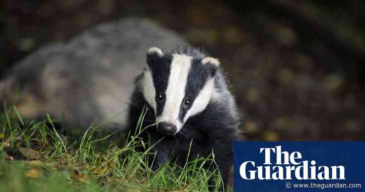 Badger cull may have increased bovine TB risk in neighbouring herds – study