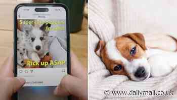 A third of puppies bought on a whim in the UK get sick or DIE within their first year, shocking figures reveal - and experts say convenience culture is to blame