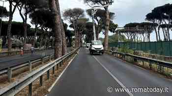 Pino crollato ad Ostia, riapre la via Ostiense