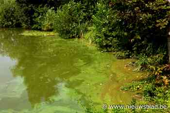 Blauwalgen ontdekt op Zeekanaal: watersporten verboden