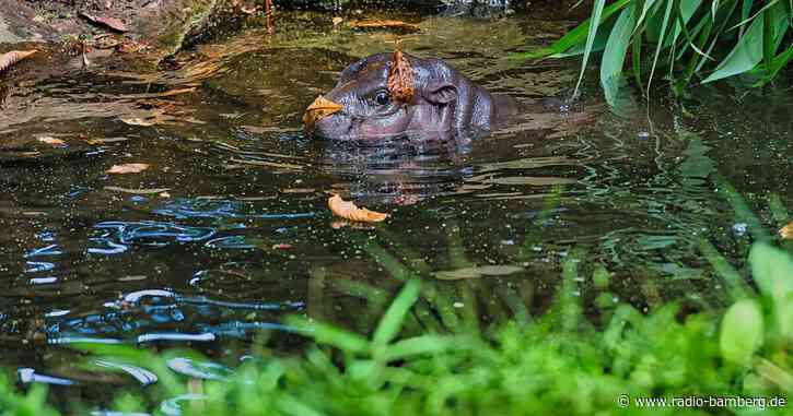 Tierpfleger-Job für Mini-Hippo Toni sehr gefragt