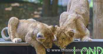 Zookeepers resort to unusual tactics to get animals onto scales