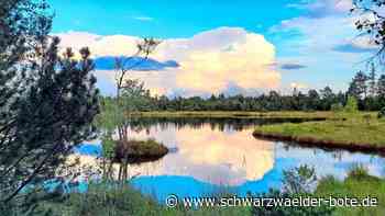 Hochmoore am Kaltenbronn: Ständig fließt Wasser  aus dem Moor heraus
