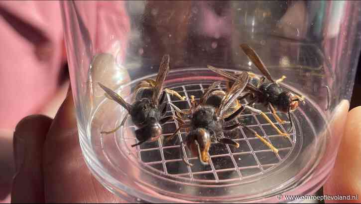 Flevoland - Gevaarlijke, vraatzuchtige Aziatische wesp rukt op in Flevoland