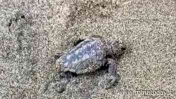 Trentanove tartarughe caretta nate sulla spiaggia di Ostia