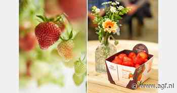 Na moeilijk voorjaar weer genoeg aardbeien bij Coöperatie Hoogstraten
