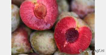 Veelbelovend seizoen voor hartvormige Lovita pruim