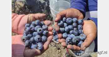Nieuwe daling Peruaanse blauwe bessenoogst