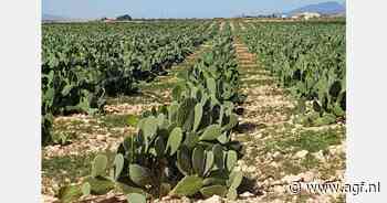 Spaanse cactusvijgenteler heeft resistent ras tegen cochenilleluis