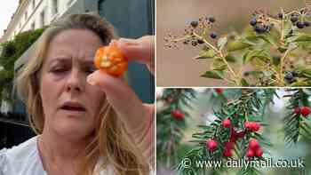 Do YOU know how to spot poisonous plants in your garden? The deadly species that could be lurking in your backyard, revealed - as Alicia Silverstone sparks fears after accidentally eating a toxic berry